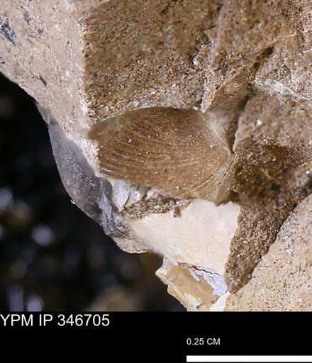 undet. Bivalvia
