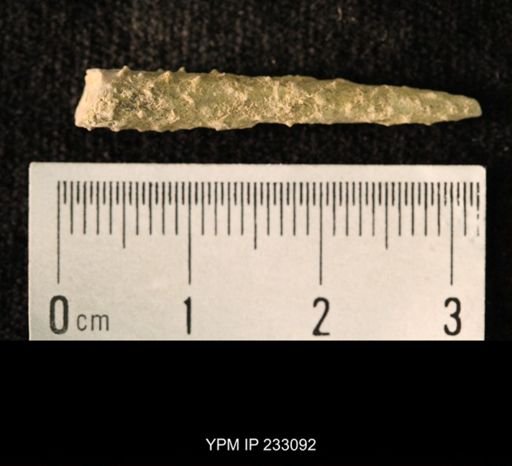 Archaeocidaris sp.