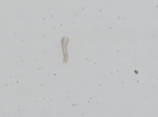 Pomatiopsis binneyi
