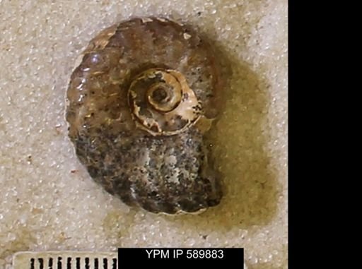 undet. Scaphitidae