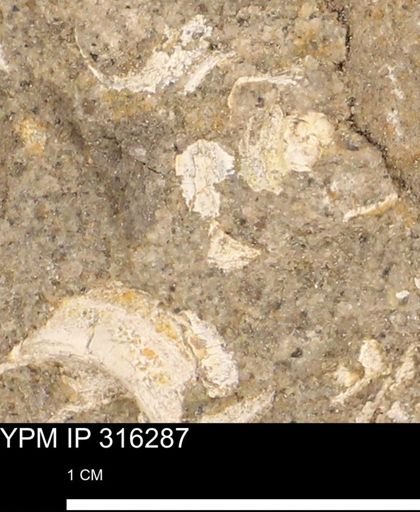 undet. Mollusca