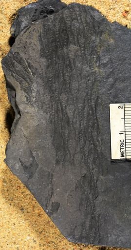 Lepidodendron selaginoides