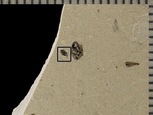 undet. Coleoptera