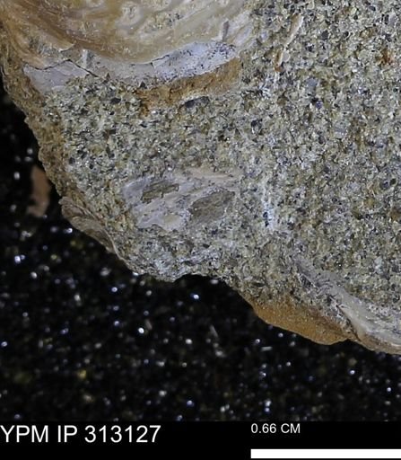 Corbicula