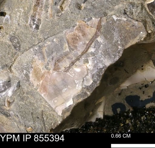 undet. Mollusca