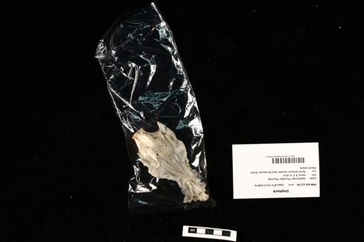 Urophycis