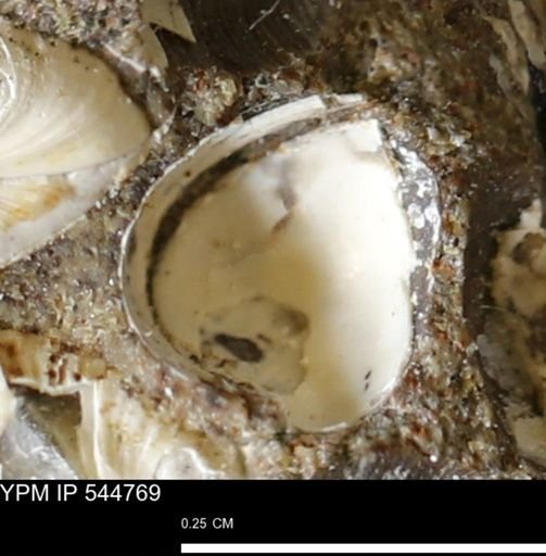 Corbulamella gregaria