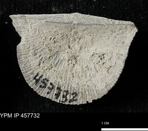 Strophodonta sp.