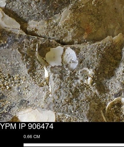 undet. Mollusca