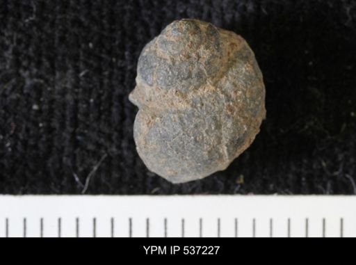 Viviparus montanaensis