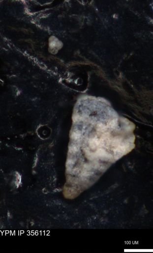 undet. Foraminiferida