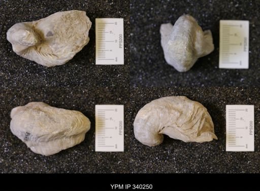 Gryphaea marcoui