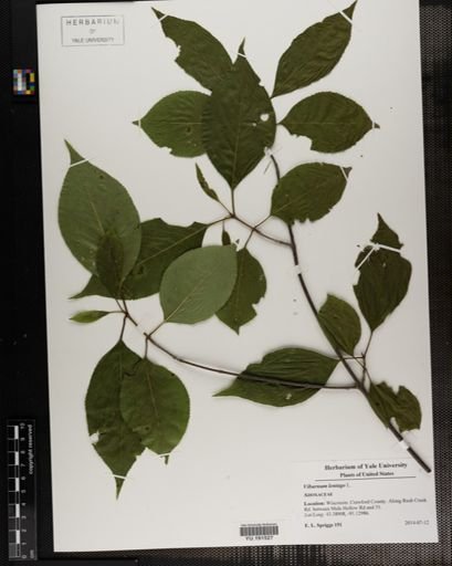 Plantae
