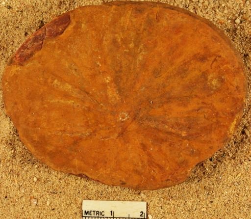 Annularia