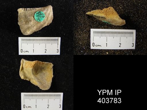 Macropleura macropleura