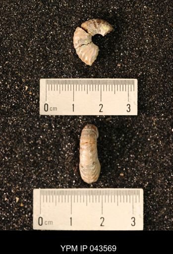 Hoploscaphites nicolletii