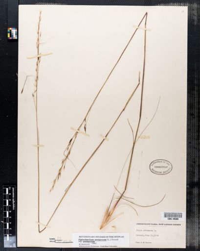 Piptochaetium avenaceum