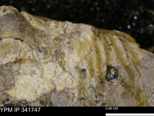 Scaphites sp.