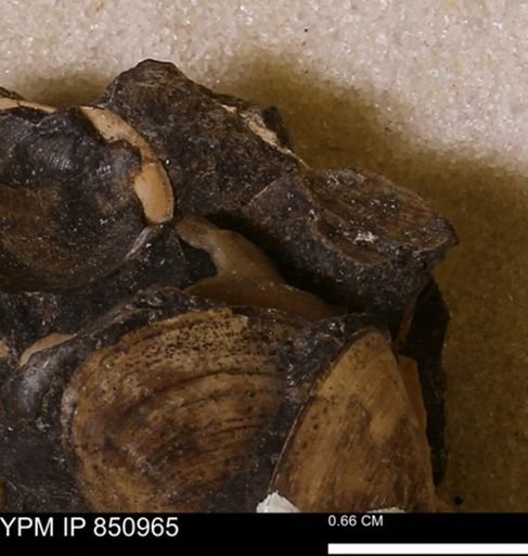 Limopsis striatopunctatus