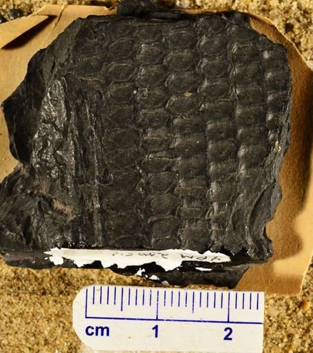 Sigillaria hexagona