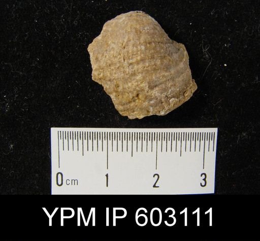cf. Krotovia