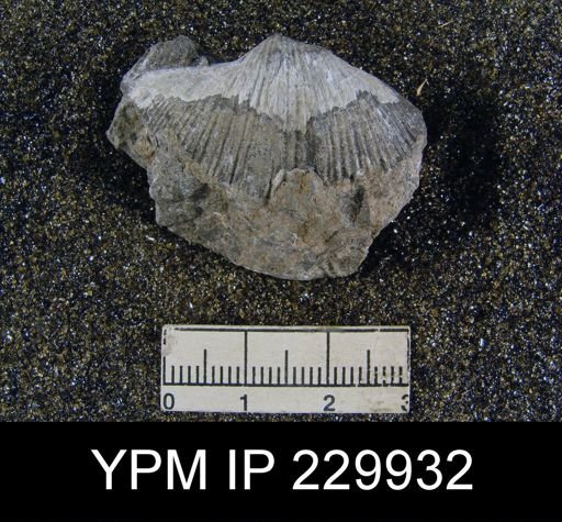 Anthracospirifer occiduus