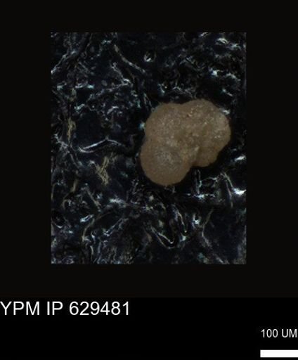 undet. Foraminiferida