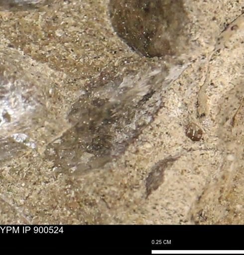 Anomia gryphorhyncha