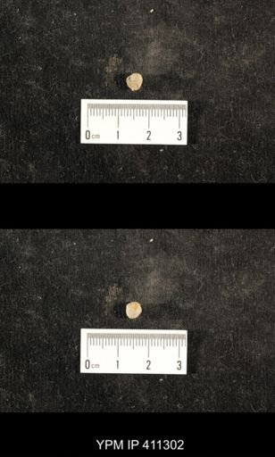 Euphemites carbonarius