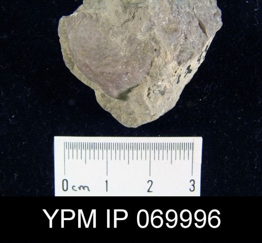 Strophomena fluctuosa