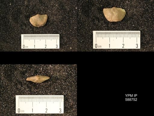 Strophomena sulcata