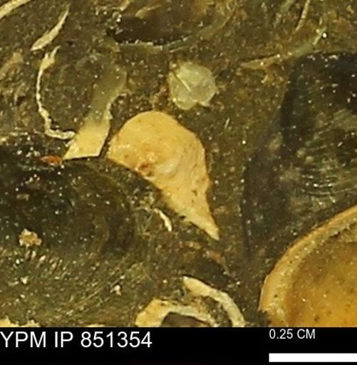 Limopsis striatopunctatus
