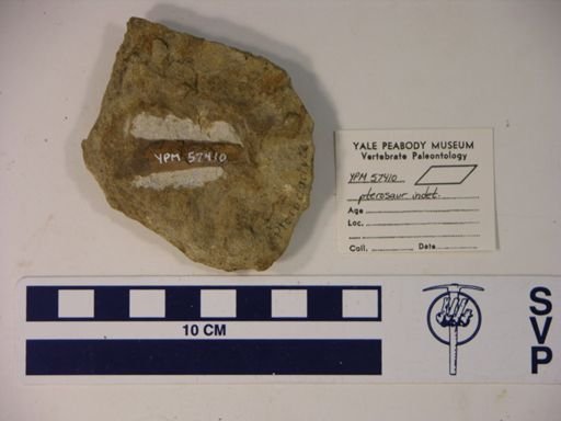 Pterosauria