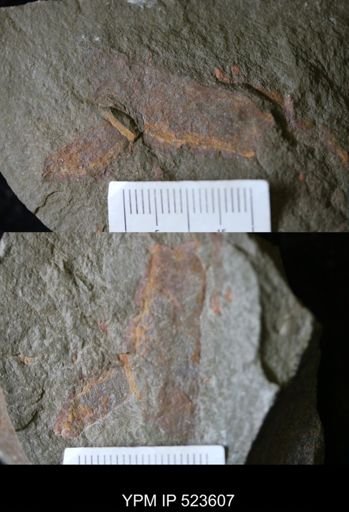 undet. Arthropoda