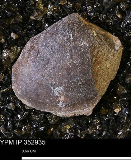 Limopsis striatopunctatus