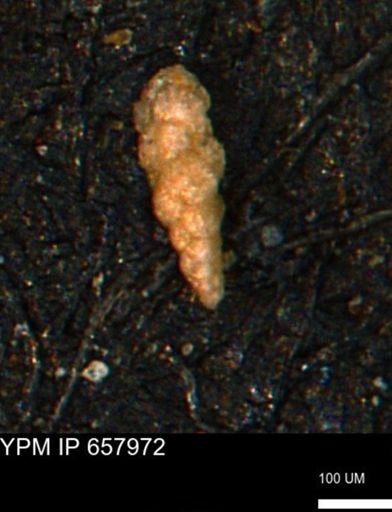 Verneuilinoides kansasensis