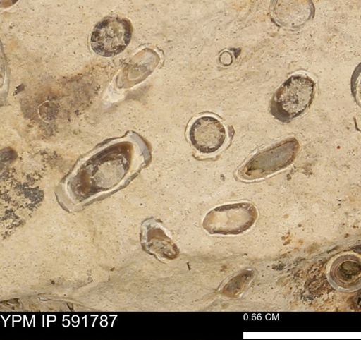 Serpulidae