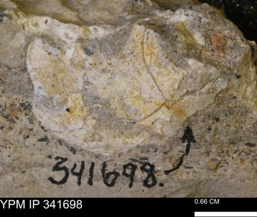 Scaphites sp.