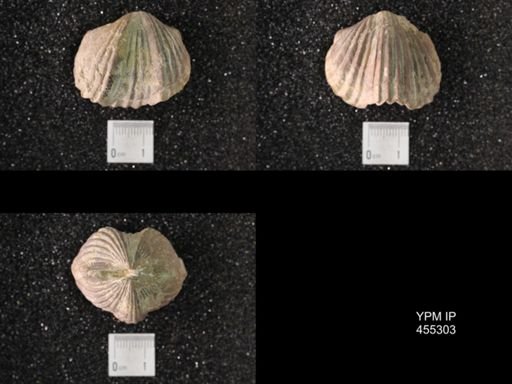 Platystrophia sp.
