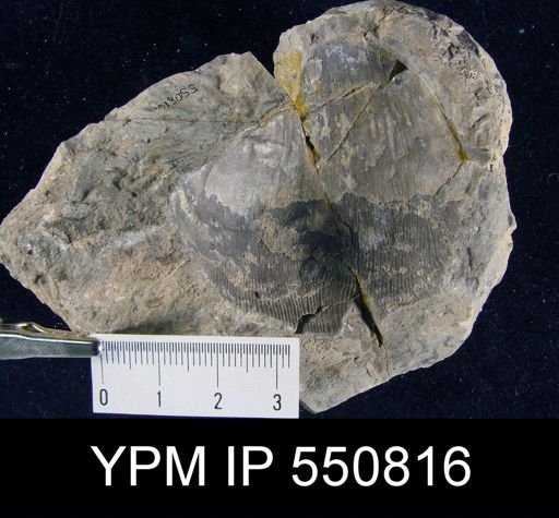 Linoproductus sp.