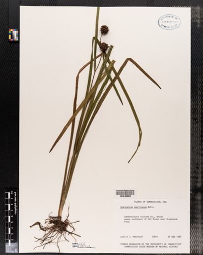 Sparganium americanum