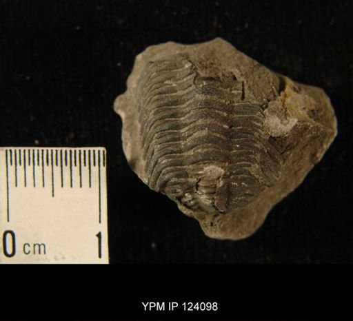 Phacops rana
