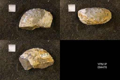 Discoscaphites gulosus