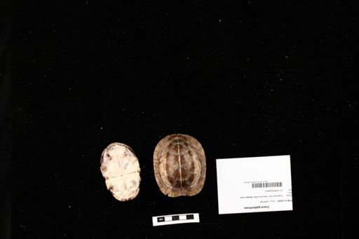 Cuora galbinifrons