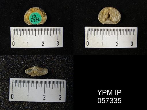 Uncinulus sp.