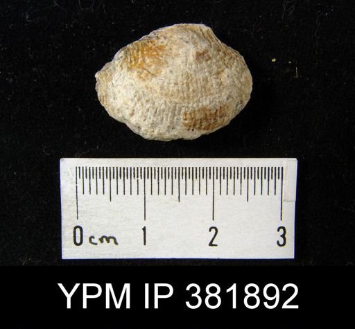 Dictyoclostus gallatinensis
