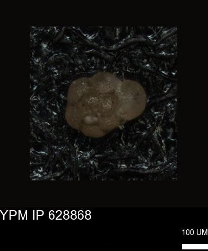 undet. Foraminiferida