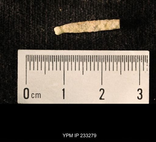 Archaeocidaris sp.