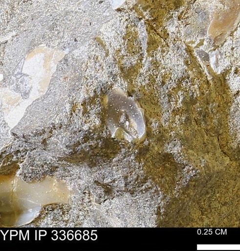 undet. Ammonoidea