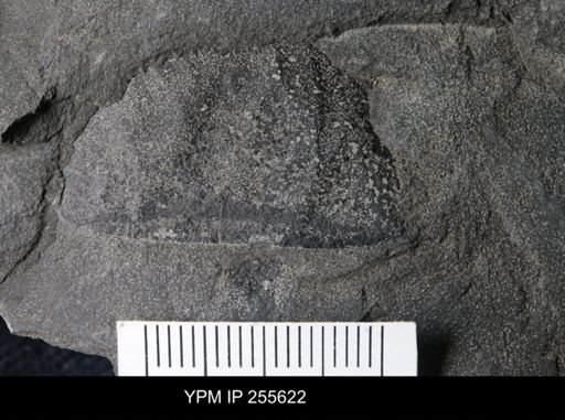 Hughmilleria sp.
